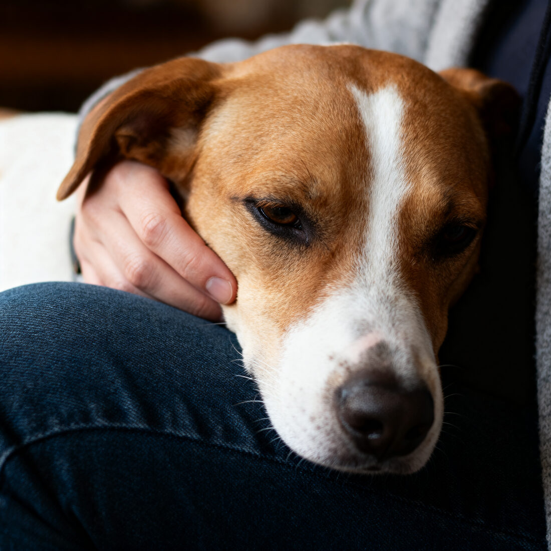 A dog resting its head on its owner's lap, calm and trusting